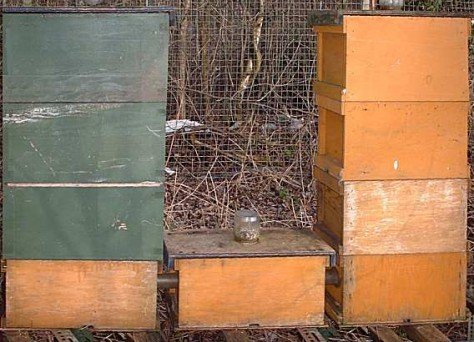 John Harding Queen Rearing