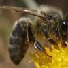 British Black Bee