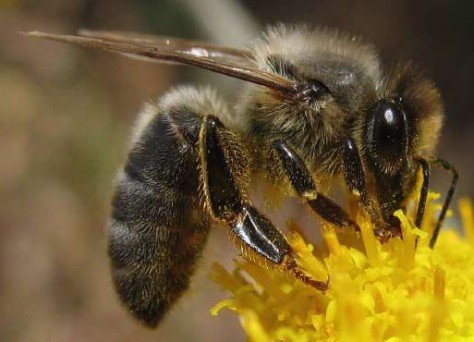 British Black Bee