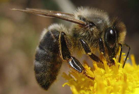British Black Bee