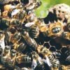 Colonsay  a honey bee haven