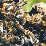 Colonsay  a honey bee haven