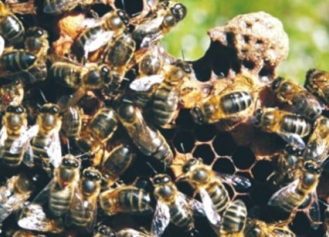 Colonsay  a honey bee haven