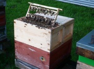 cells grafting queen rearing larve