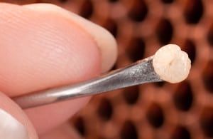 grafting queen rearing larve