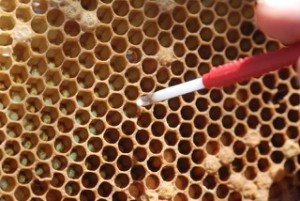 grafting queen rearing larve