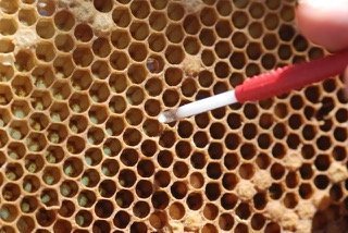 grafting queen rearing larve