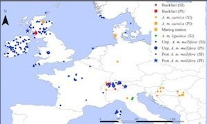 Estimating C-lineage Introgression