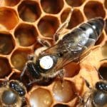 Beekeepers come swarming to the Sustainability days