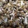How I select my 'Breeder Queens'