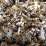How I select my 'Breeder Queens'