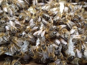 How I select my 'Breeder Queens'