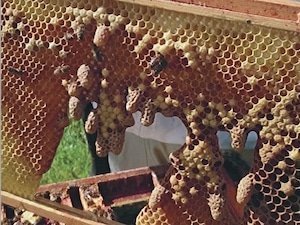 miller queen rearing cells