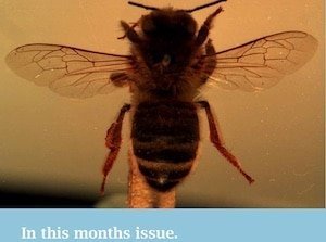 BIBBA Monthly - December 2019