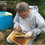 Bee Improvement Strategies