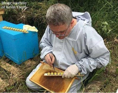 Bee Improvement Strategies