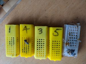Mated and virgin queens through the post
