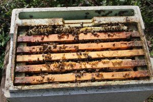 A nucleus that has come through the winter so strongly that the bees have built comb in a space.