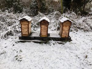 Overwintering nucs. The bees are very quiet inside. The upper box is full of stores.