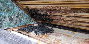 Peeping inside some overwintering nucs on a mild day. Good cluster, lots of food around.