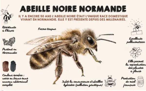 Normandy Black Bee