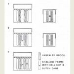 Queen Cell Production in a Single Brood Chamber Colony