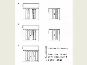 Queen Cell Production in a Single Brood Chamber Colony