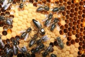 Black Bees