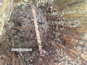Empty Cavity