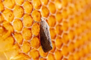 Wax Moth