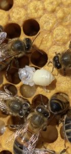 Removing Brood
