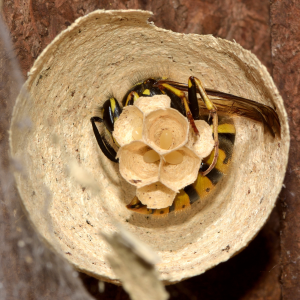 Wasp Queen in Nest