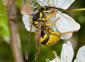 Foraging Wasp