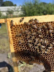 Drone Laying Colony