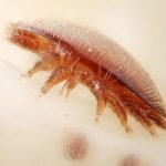 Understanding Varroa Survival