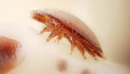 Understanding Varroa Survival