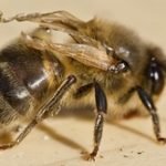 Deformed Wing Virus