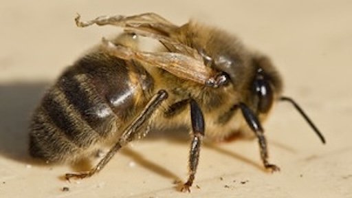 Deformed Wing Virus