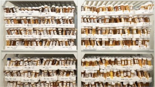 From Hive to Test Tube