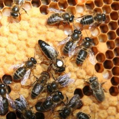 Black Bees