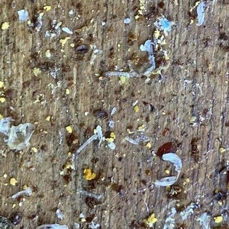 © Steve McGrath Pupal exoskeletons on the hive bottom board 