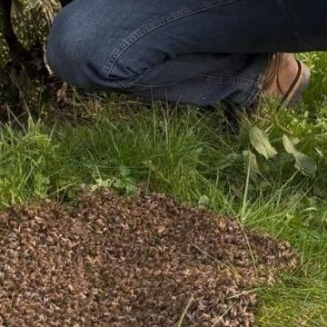 Early-Swarm-e1744729388812-768x360