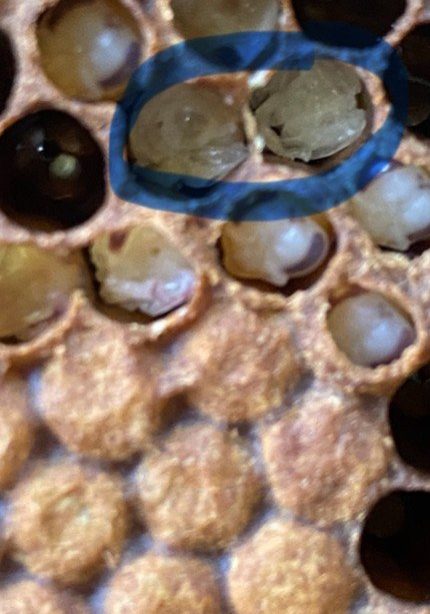 Chewed Out Pupae