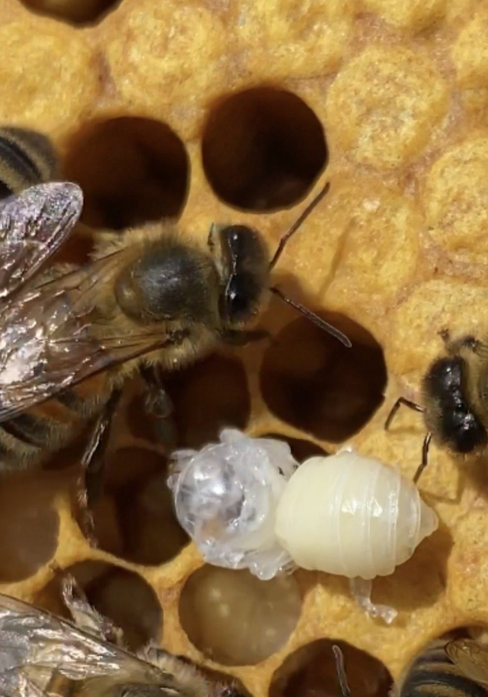 Pupae Removal