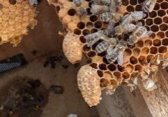bee-rescue-1000025396