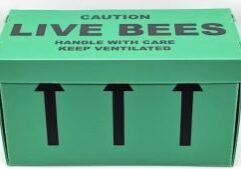 bees for sale