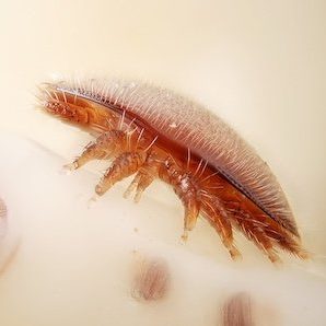 varroa-square-399